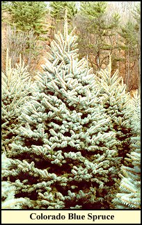 _spruc.jpg (40747 bytes)