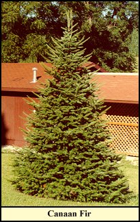 naan.jpg (34563 bytes)