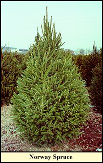 wy_spr.jpg (30137 bytes)