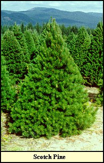 otch.jpg (34571 bytes)