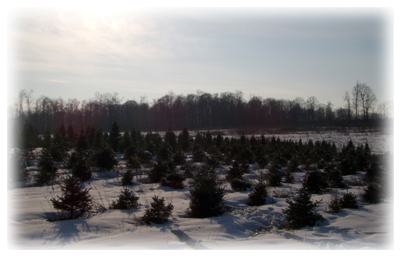 Tower-N-Pines Farm
          cut-your-own Christmas Trees in Chesterland, Ohio, Geauga
          County on Mulberry Road